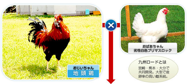 �n���{�Ɨ򐫔��F�v���}�X���b�N����z