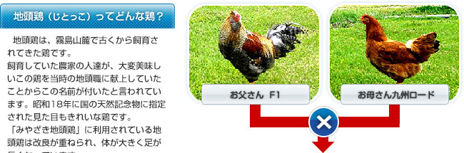 � �n���{�́A�{�茧�Ǝ��������̋��F���̒n�ŌÂ����玔�炳��Ă����{�ł��B���炵�Ă����_�Ƃ̐l�B���A��ϔ����������̌{�𓖎��̒n���E�Ɍ��サ�Ă������Ƃ��炱�̖��O���t�����ƌ����Ă��܂��B���a18�N�ɍ��̓V�R�L�O���Ɏw�肳�ꂽ�����ڂ����ꂢ�Ȍ{�ł��B�u�݂₴���n���{�v�ɗ��p����Ă���n���{�͉��ǂ��d�˂��A�̂��傫�����������Ȃ��Ă��܂��B